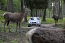 Future Volvos to avoid collision with wild animals
