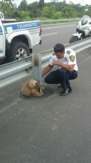 Police rescuing a sloth