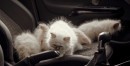 Opel Stuffs Many Adorable Kittens into a Car: Corsa Ad!