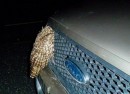 Lucky Owl Survives Truck Hit