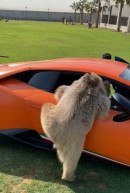 Arab Sheik has some fun with his bear cub, is wildly amused when it rips the door off his Lamborghini Huracan Performante