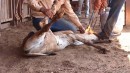 Calves dragged and face-branded for leather car interiors