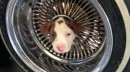 The puppy was saved by firefighters after it got stuck in a wheel