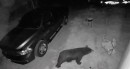 Car thief proves to actually be a bear