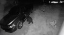 Car thief proves to actually be a bear