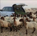 Sheep eat from Range Rover