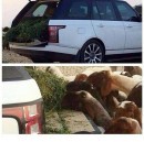 Sheep eat from Range Rover