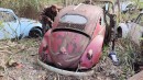 abandoned 1955 Volkswagen Beetle