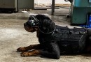AR Goggles for U.S. Army dogs
