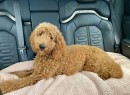 Rivian uses UWB technology to offer personalized features for dog lovers