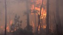 Climate change is the excuse for all wildfires, but what if it is not their main cause?