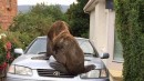 The seal climbed on a Toyota Camry