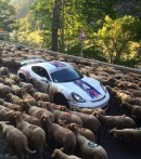 Sheep traffic jam traps supercars in France