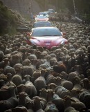 Sheep traffic jam traps supercars in France
