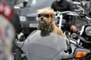 Stich the biker dog