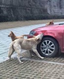 Stray Dogs Destroy a Car in China: Jetta Gets Bitten into Submission
