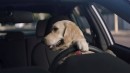 Subaru Ascent Brings Back the Barkleys Dog Family Commercials