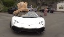 Teddy bear in a Lamborghini ride