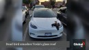 Tesla glass roofs are strong, but they're still no match for a falling bird