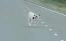 The cow managed to avoid a moving trailer