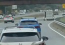 The cow managed to avoid a moving trailer