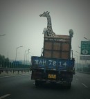 Giraffe Transportation Technique