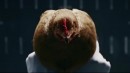 Mercedes-Benz used chickens to talk about the Magic Body Control and it was epic