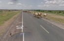 Camel jam on Kenyan road