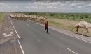 Camel jam on Kenyan road