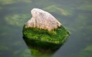 Algae on a rock
