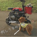 The Pony Dog Bike is a tiny e-bike meant to allow you to take the pet along for the ride