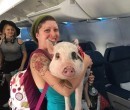 Pigs do fly!