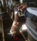 A duck used as ESA on a plane