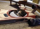 Roxy’s Dream cat beds