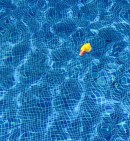 Rubber Duck Toy in swimming pool