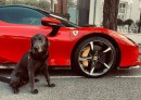 Tom Felton's Dog and Ferrari SF90 Stradale