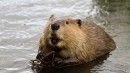 Toyota loses against beavers