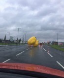 Inflatable duck on the loose