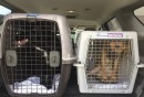 Van carrying rescue animals from South Carolina breaks down as it flees Hurricane Florence