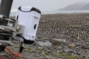 Lacuna sensor monitoring penguins