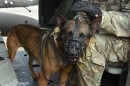 U.S. Military Dog Helicopter Training