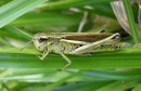 Regular locust