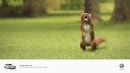 Volkswagen Print Ads Show "Small But Ferocious" Hybrid Animals to Promote TSI Turbos
