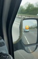 Motorist Notices Grass Snake on Van's Mirror