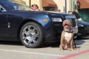 Pitbull Sitting Next to an Older Rolls-Royce Sedan