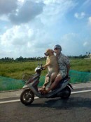 Would You Trust Your Scooter to a Dog?