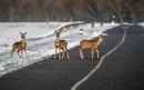 Animals on the road