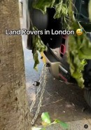 Land Rover is spotted chained to a tree, as if that could deter car thieves