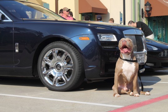 Pitbull Sitting Next to an Older Rolls\-Royce Sedan