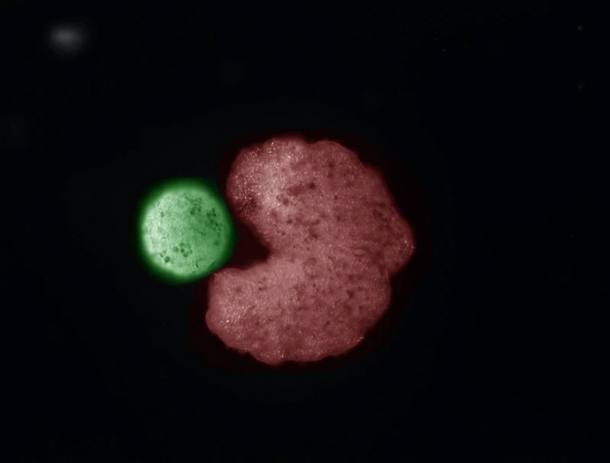 An AI\-designed "parent" organism \(red\) beside stem cells that have been compressed into a ball \(green\)
